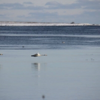 Sångsvanar över isen. Foto: Arne Eklund