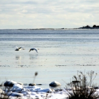 Sångsvanar mot Bungeör. Foto: Arne Eklund