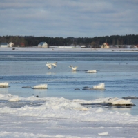 Sångsvan landar i sundet. Foto: Arne Eklund