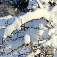 Nyponros i snö. Foto: Arne Eklund